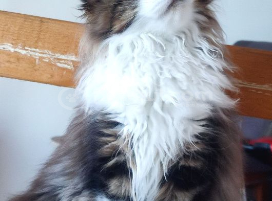 Dernek Kayıtları Yapılmış Eksiksiz Safkan Secereli Mainecoon görsel