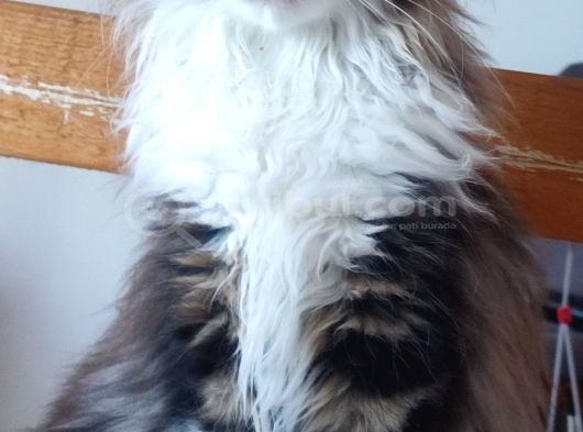Dernek Kayıtları Yapılmış Eksiksiz Safkan Secereli Mainecoon görsel