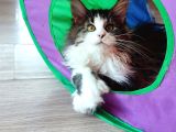Dernek kayıtları yapılmış eksiksiz safkan secereli Mainecoon