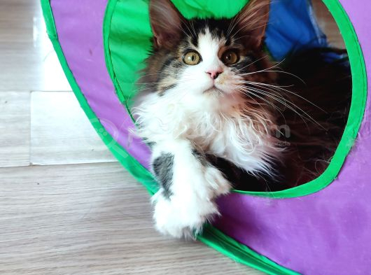 Dernek Kayıtları Yapılmış Eksiksiz Safkan Secereli Mainecoon