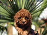 Red Toy Poodle Yavrular