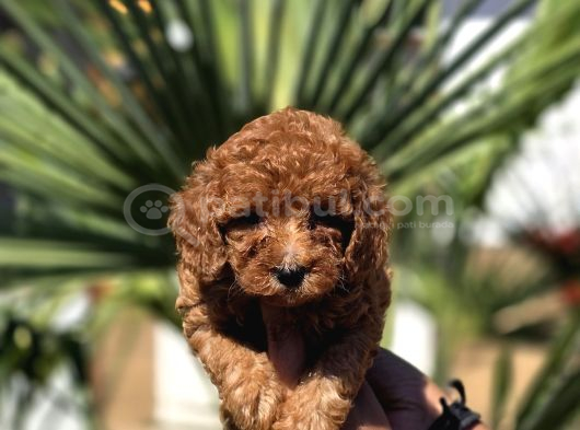 Red Toy Poodle Yavrular görsel