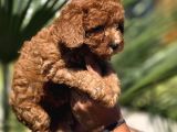 Red Toy Poodle Yavrular