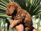 Red Toy Poodle Yavrular