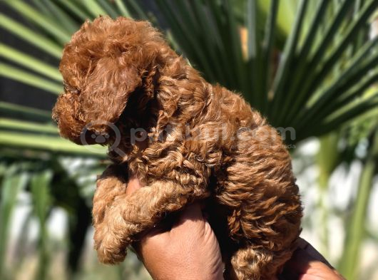 Red Toy Poodle Yavrular görsel