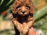 Red Toy Poodle Yavrular