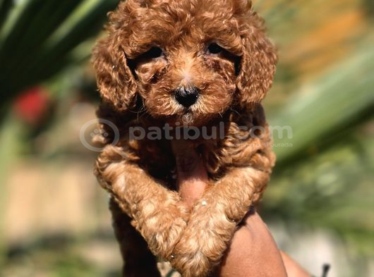 Red Toy Poodle Yavrular