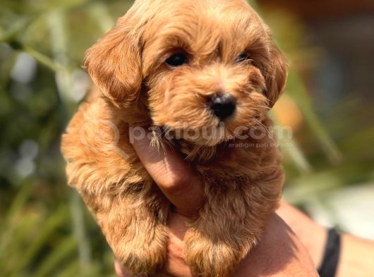 Mini Kore Maltipoo Yavrular görsel
