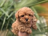 Mini Kore Maltipoo Yavrular