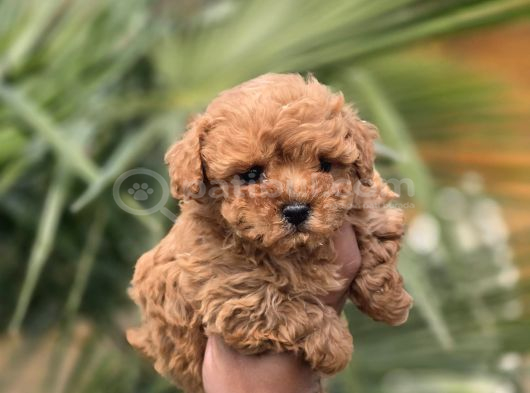 Mini Kore Maltipoo Yavrular