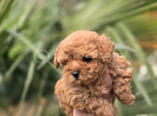 Mini Kore Maltipoo Yavrular görsel