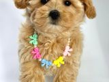Mini Sevimli Maltipoo Bebekler