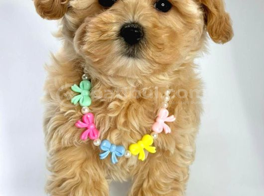 Mini Sevimli Maltipoo Bebekler görsel