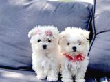 Maltese Terrier Yavru Aşıları Tam Harika Yavrular