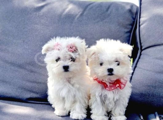 Maltese Terrier Yavru Aşıları Tam Harika Yavrular görsel