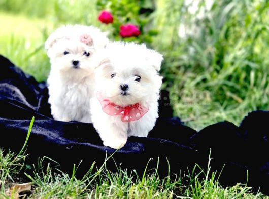 Maltese Terrier Yavru Aşıları Tam Harika Yavrular görsel