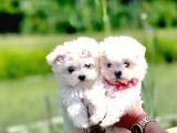 Maltese terrier yavru aşıları tam harika yavrular