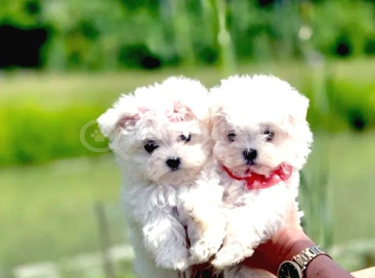 Maltese terrier yavru aşıları tam harika yavrular