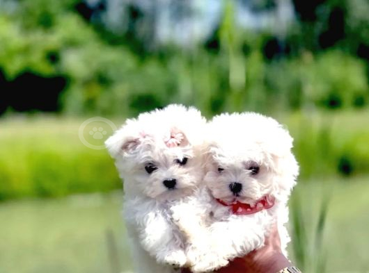 Maltese Terrier Yavru Aşıları Tam Harika Yavrular görsel