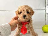 Maltipoo Bebekler Yuva Bekliyor