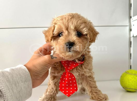 Maltipoo Bebekler Yuva Bekliyor görsel