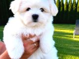 Matese terrier ırkının en özel yavruları