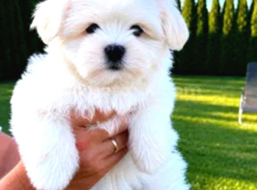 Matese Terrier Irkının En Özel Yavruları