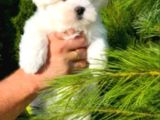 Matese Terrier Irkının En Özel Yavruları