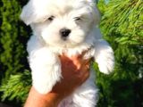 Matese Terrier Irkının En Özel Yavruları