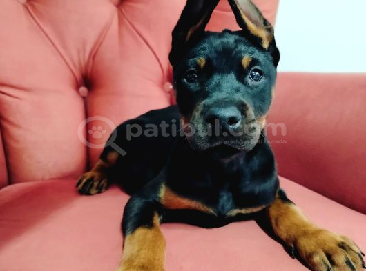 Dişi Doberman Yavruları görsel