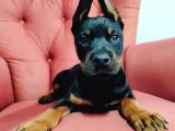 Dişi Doberman Yavruları