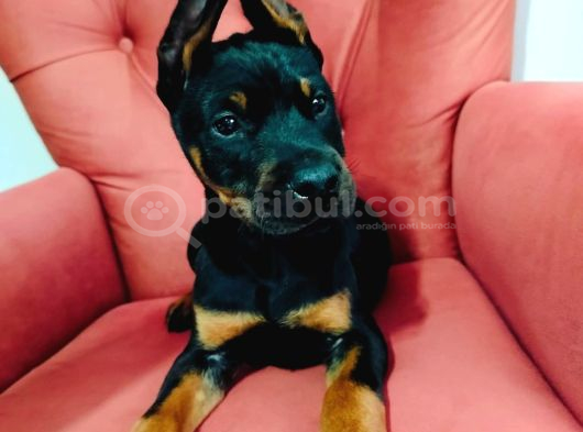 Dişi doberman yavruları
