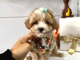 Maktipoo Mini Sevimli Bebekler