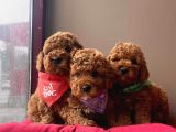 Aşılı Pasaportlu Toy Poodle Yavrular