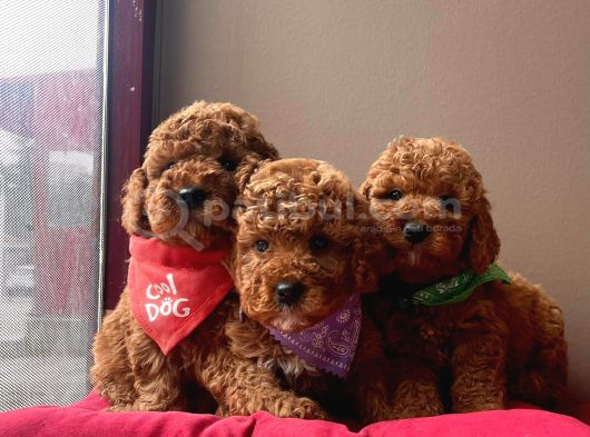 Aşılı Pasaportlu Toy Poodle Yavrular görsel