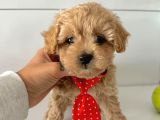 Maltipoo bebekler Yuva Bekliyor