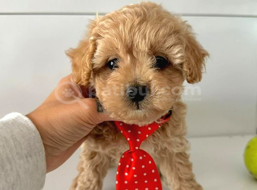 Maltipoo bebekler Yuva Bekliyor