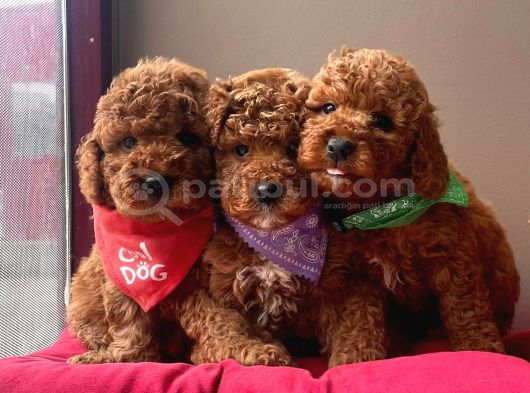 Aşılı Pasaportlu toy poodle yavrular