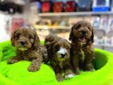 Bi̇blo Güzelli̇ği̇nde Saf Kan Teacup Malti̇poo Yavrular