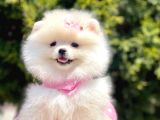 Ayıcık Surat Boo Pomeranian Yavrular