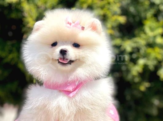 Ayıcık Surat Boo Pomeranian Yavrular görsel