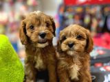 Bi̇blo Güzelli̇ği̇nde Saf Kan Teacup Malti̇poo Yavrular