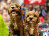 BİBLO GÜZELLİĞİNDE SAF KAN TEACUP MALTİPOO YAVRULAR