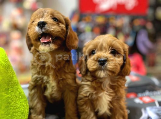 BİBLO GÜZELLİĞİNDE SAF KAN TEACUP MALTİPOO YAVRULAR