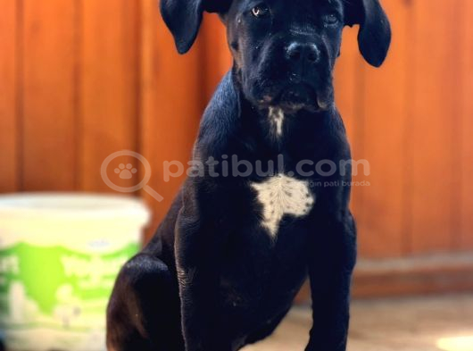 Gece Rengi Ruhsatlı Çiftligimizden Canecorso görsel