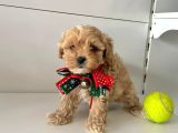Büyümeyen Maltipoo Bebekler Yeni Yuvasını Bekliyor