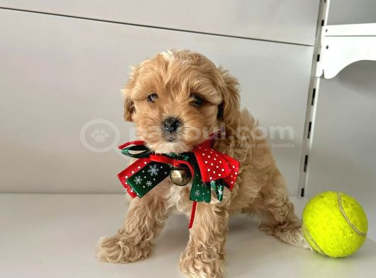 Büyümeyen Maltipoo Bebekler Yeni Yuvasını Bekliyor görsel