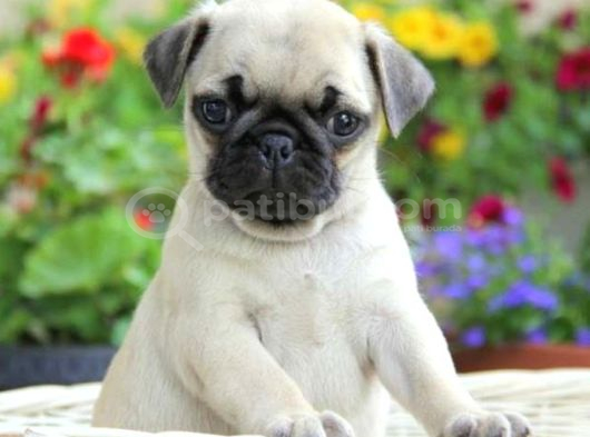 Pug Mops Yavrular Ev Üreti̇mi̇ görsel