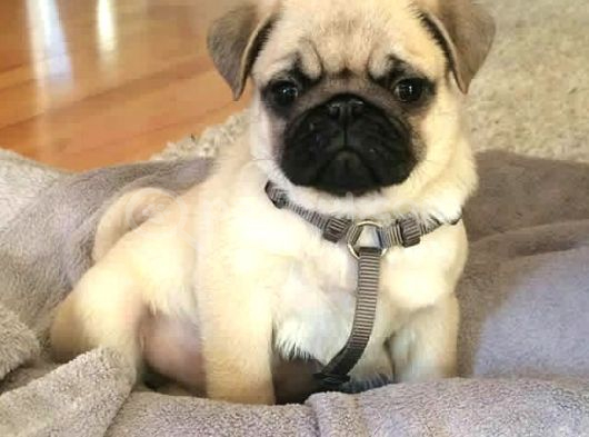 Pug Mops Yavrular Ev Üreti̇mi̇ görsel