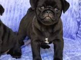 PUG MOPS YAVRULAR EV ÜRETİMİ